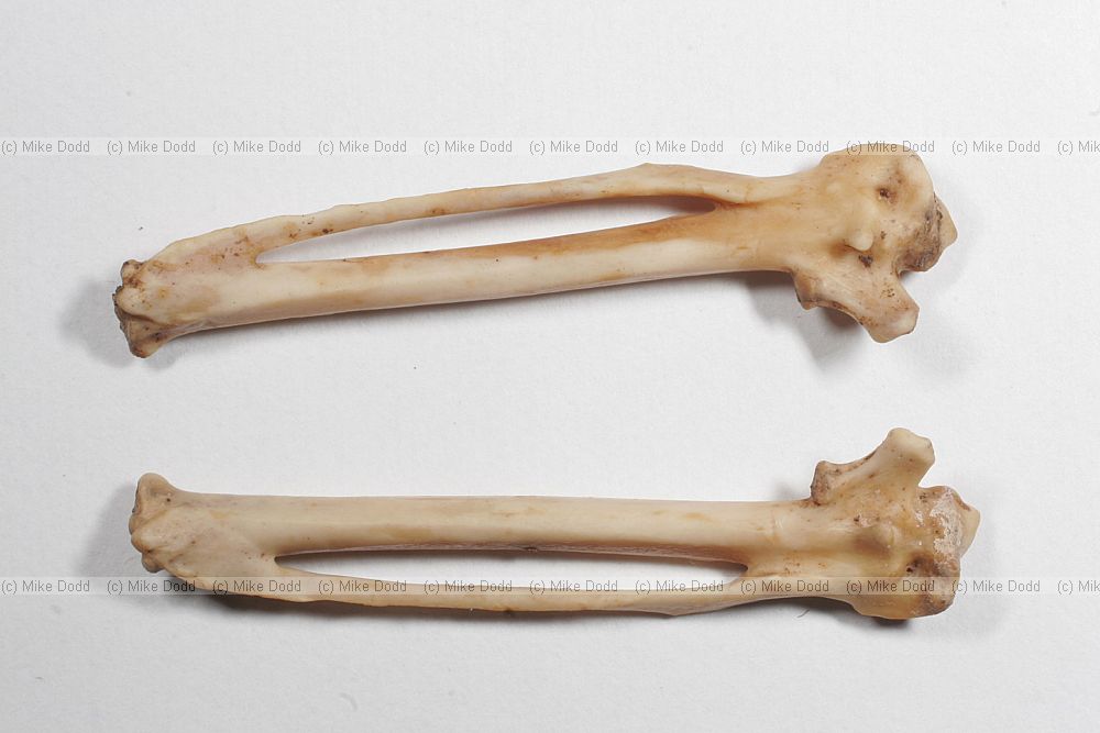 Phasianus colchicus pheasant carpals