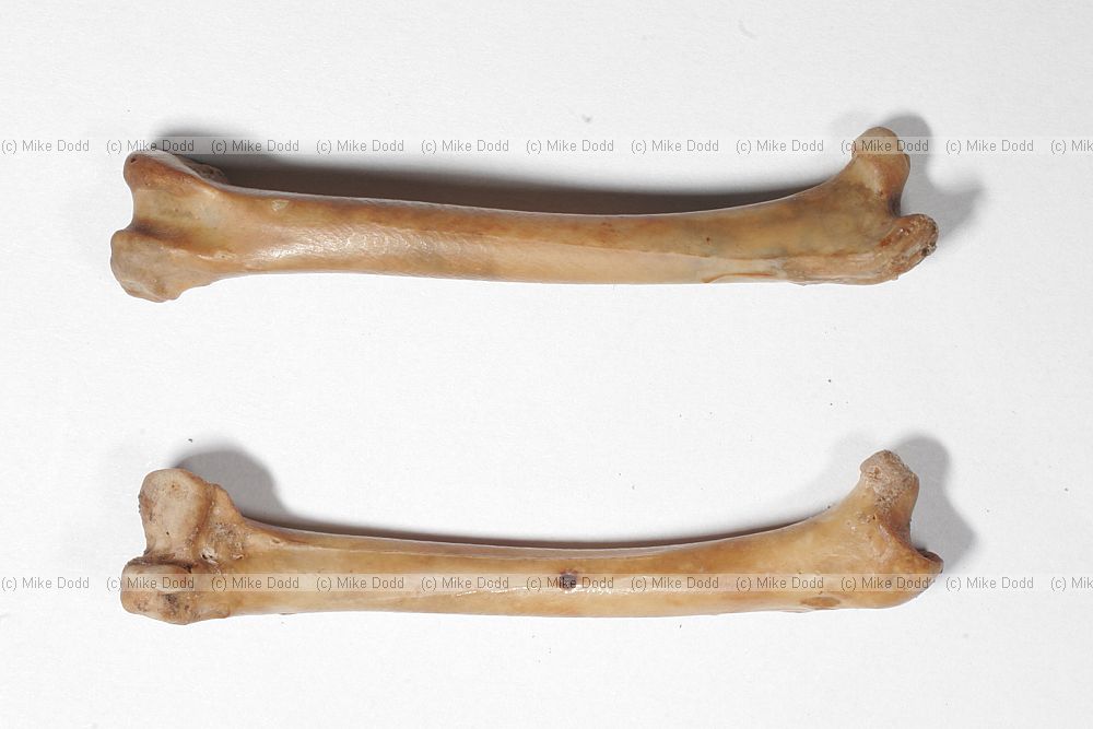 Phasianus colchicus pheasant femurs
