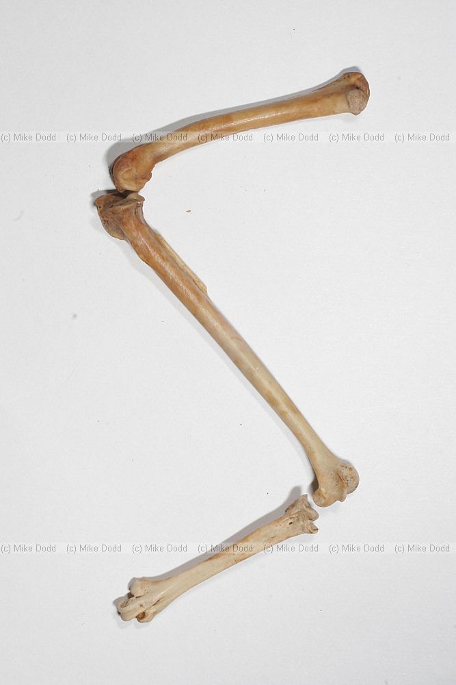 Phasianus colchicus pheasant leg bones