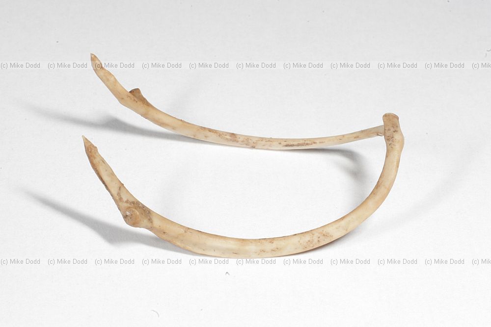 Phasianus colchicus Furcula of a pheasant