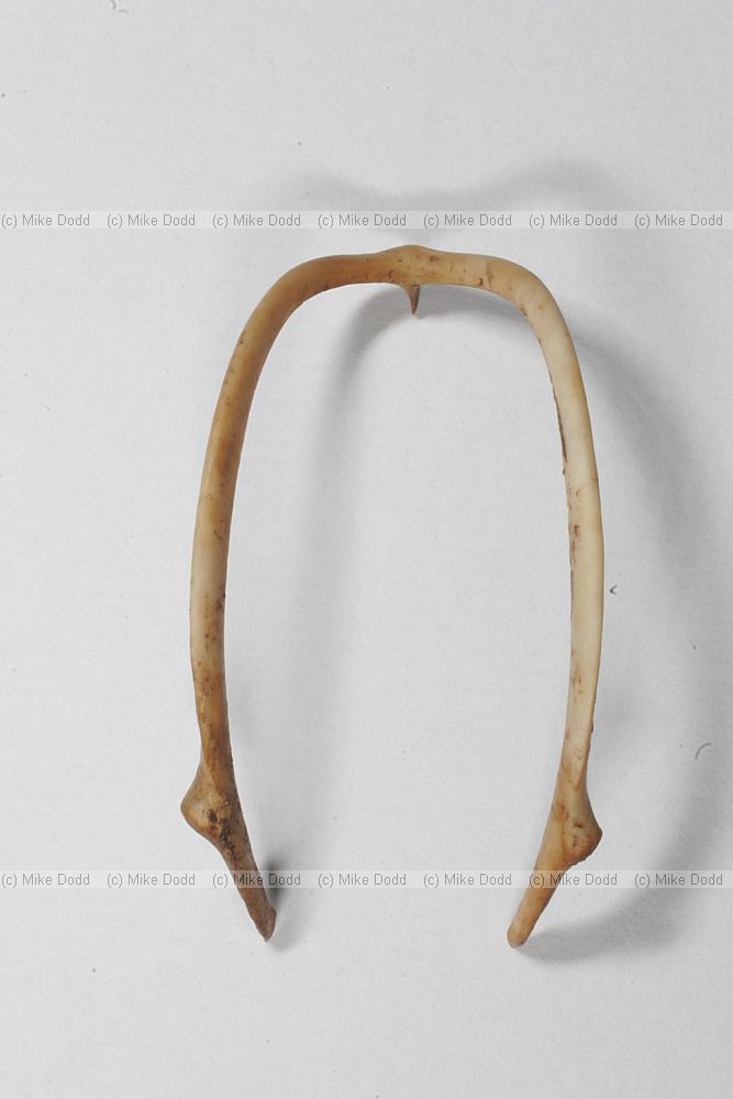 Phasianus colchicus Furcula of a pheasant