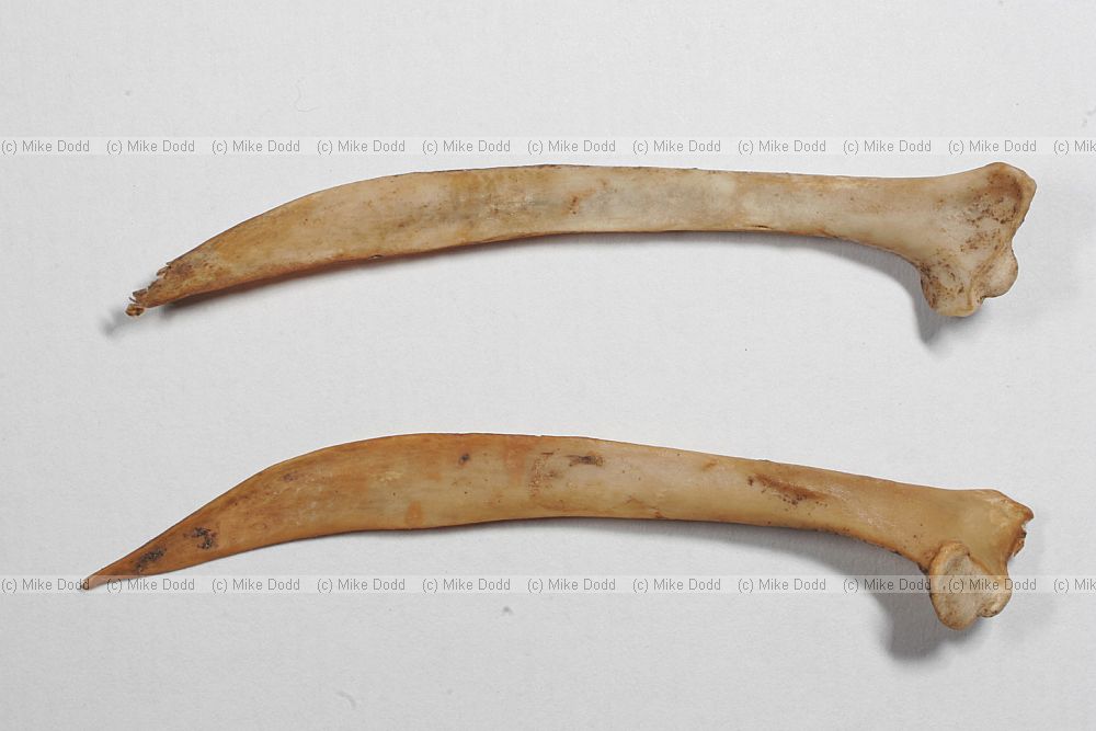 Phasianus colchicus pheasant scapula