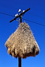 Philetairus socius Communal weaver nests on telegraph poles near Pofadder