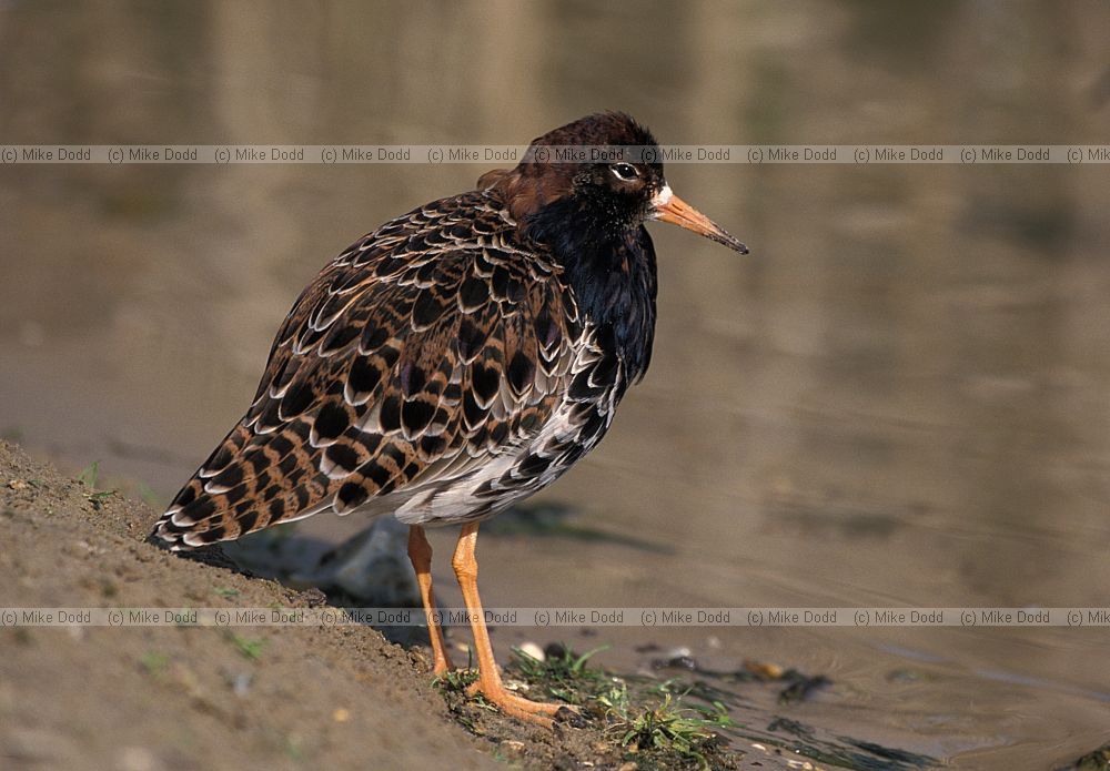 Philomachus pugnax Ruff male displaying