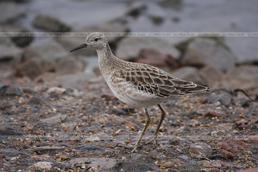 Philomachus pugnax Ruff