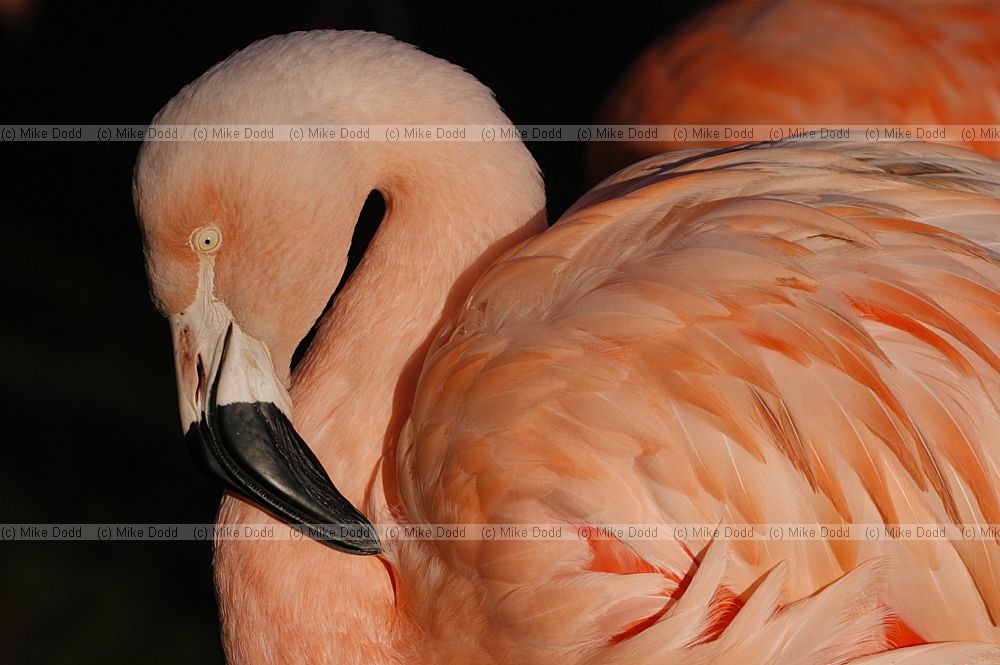Phoenicopterus chilensis Chilean Flamingo