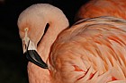 Phoenicopterus chilensis Chilean Flamingo