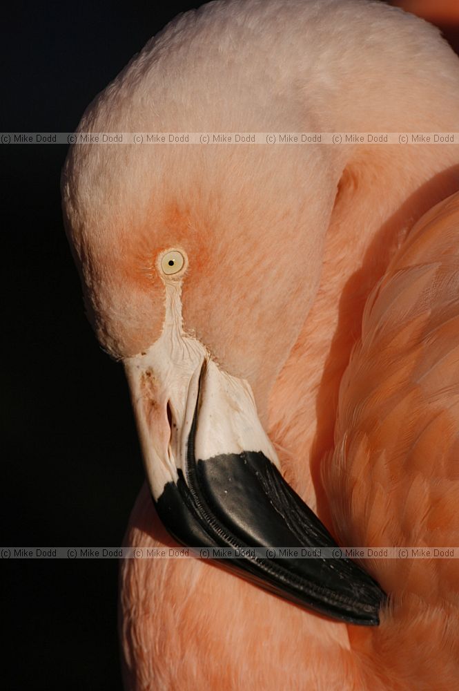 Phoenicopterus chilensis Chilean Flamingo