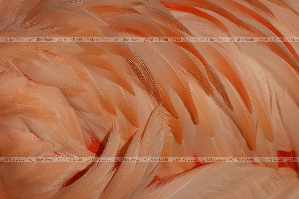 Phoenicopterus chilensis Chilean Flamingo