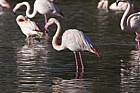 Phoenicopterus roseus Greater Flamingo
