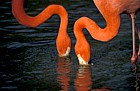 Phoenicopterus ruber Caribbean Flamingos
