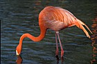 Phoenicopterus ruber Caribbean Flamingos