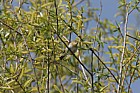 Phylloscopus trochilus Willow warbler