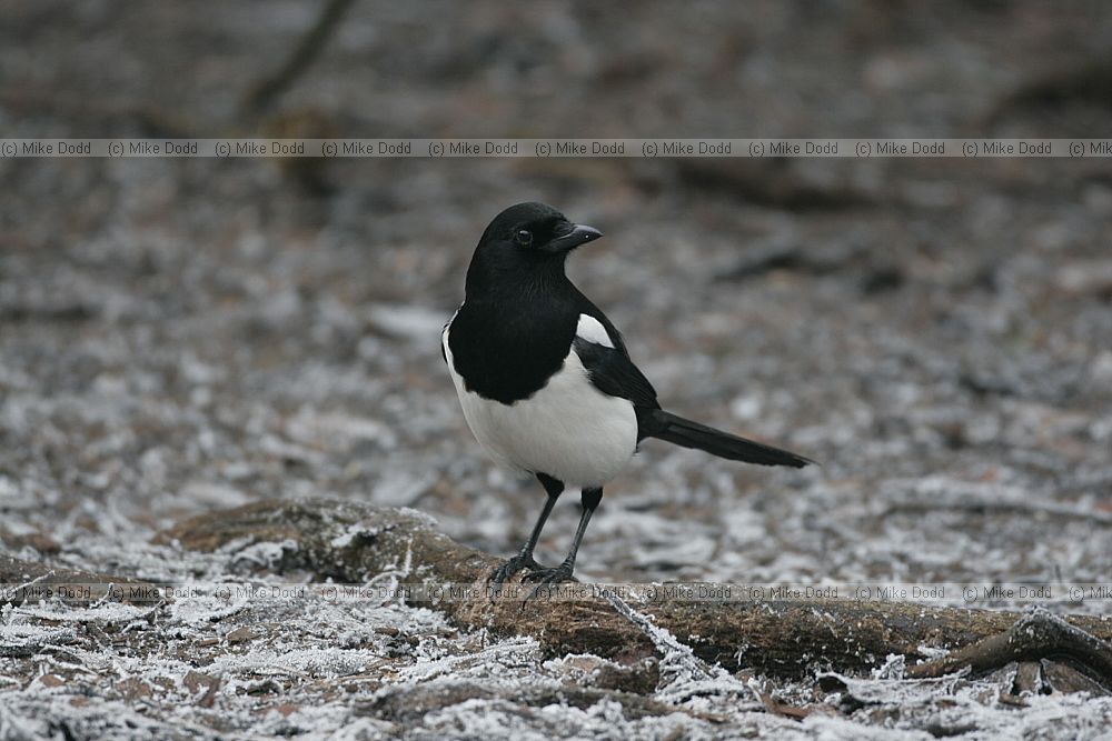 Pica pica Magpie with frost