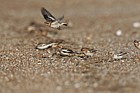 Plectrophenax nivalis Snow bunting on the strand line of a beach