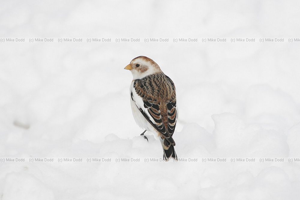 Plectrophenax nivalis Snow bunting in snow Cairngorms