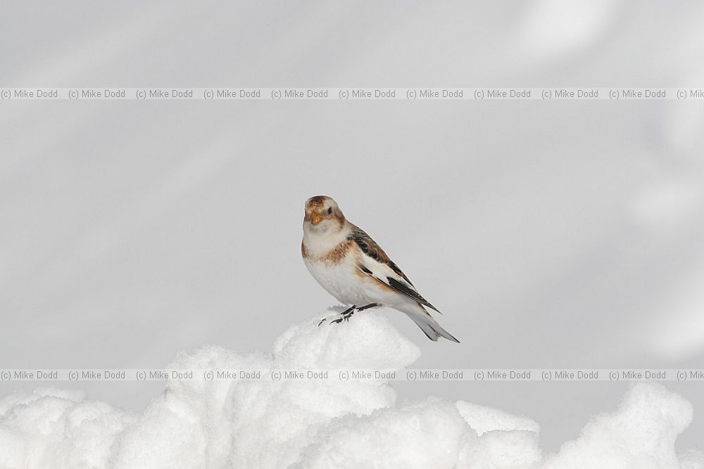 Plectrophenax nivalis Snow bunting in snow Cairngorms