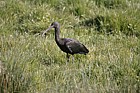 Plegadis falcinellus Glossy ibis