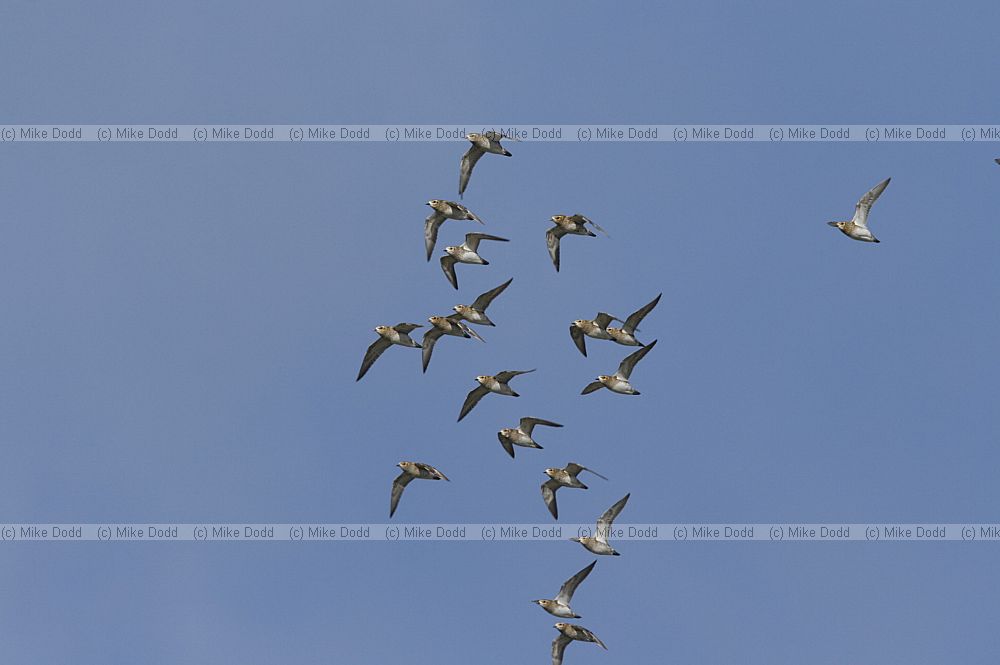 Pluvialis apricaria Golden plover
