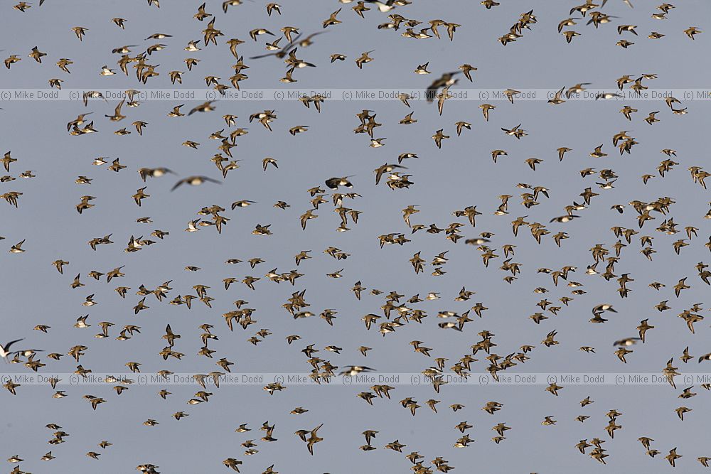 Pluvialis apricaria Golden plover