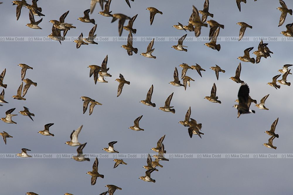 Pluvialis apricaria Golden plover
