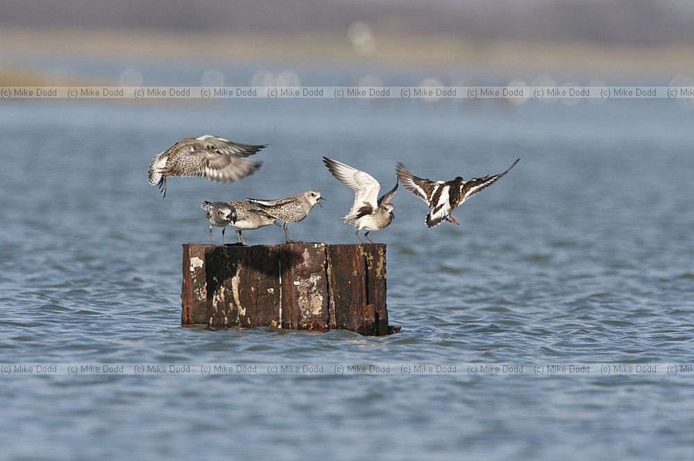 Pluvialis squatarola Grey plover defending post