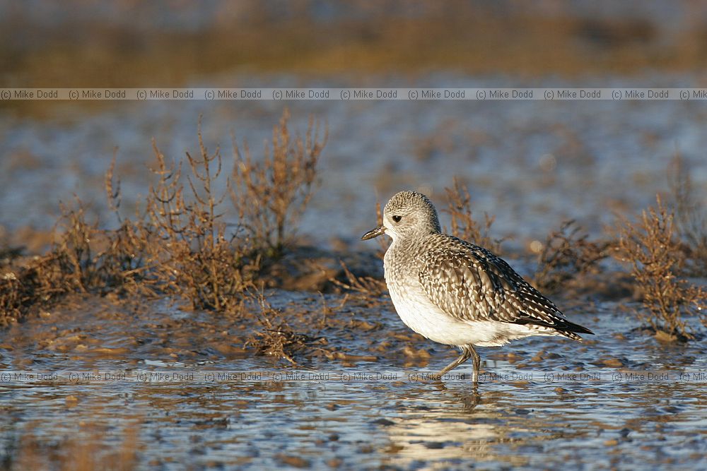 Pluvialis squatarola Grey plover