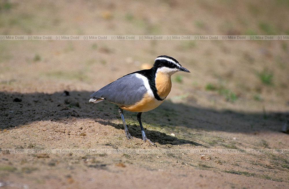 Pluvianus aegyptius Egyptian plover