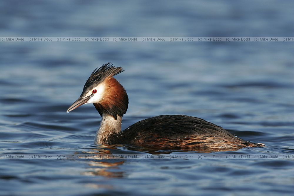 Podiceps cristatus Great crested grebe