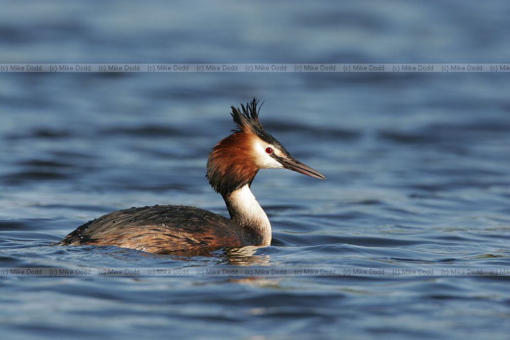 Podiceps cristatus Great crested grebe