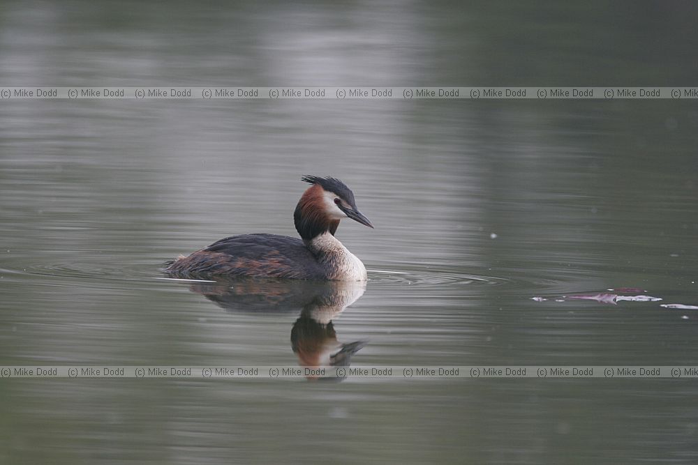 Podiceps cristatus Great crested grebe