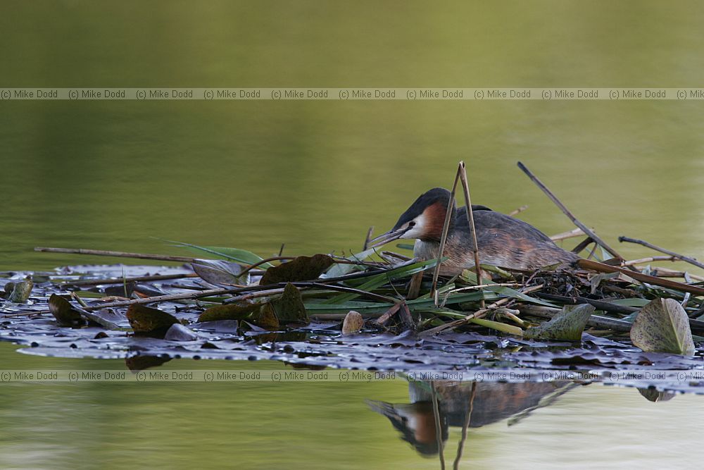 Podiceps cristatus Great crested Grebe