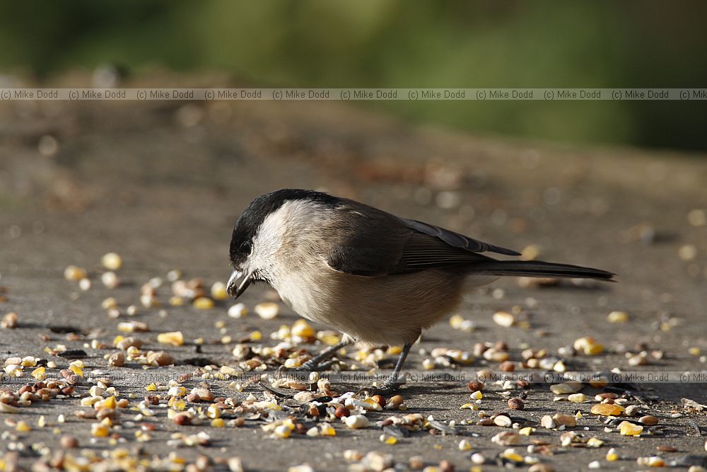 Poecile palustris Marsh tit (?)