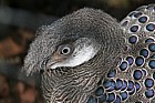 Polyplectron bicalcaratum Grey Peacock-Pheasant