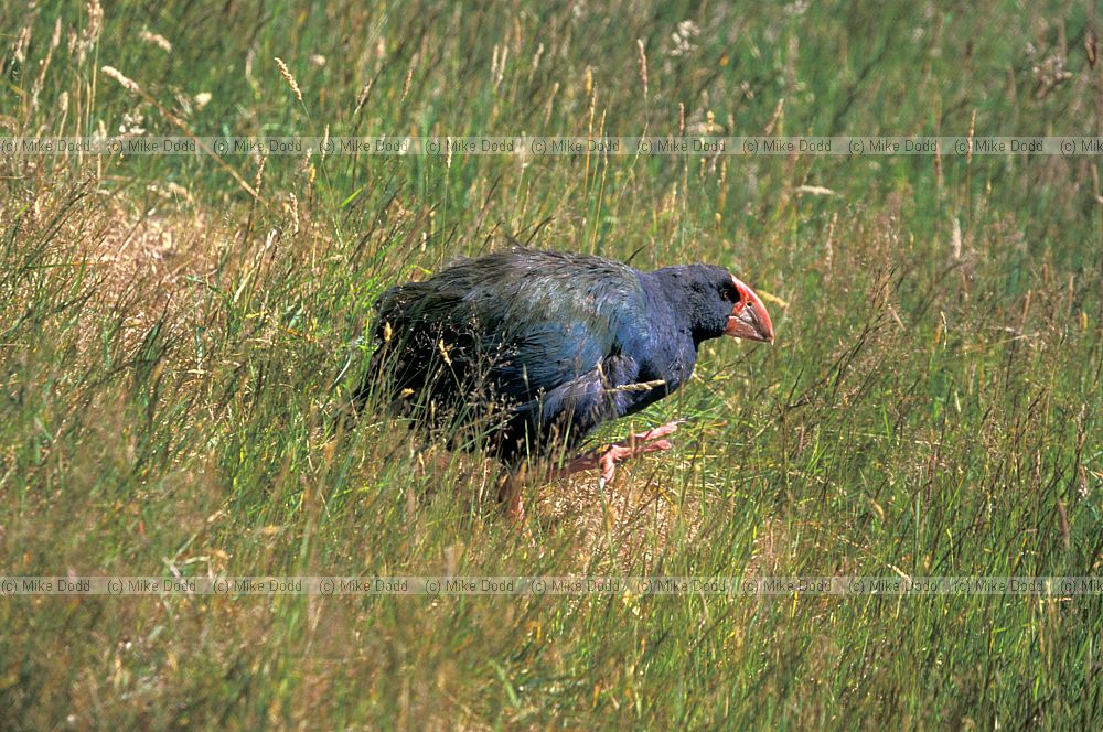 Porphyrio hochstetteri South Island Takahe