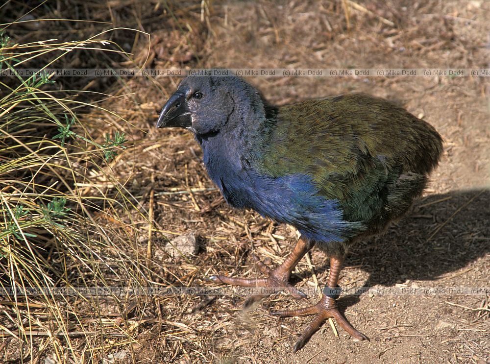 Porphyrio hochstetteri South Island Takahe young