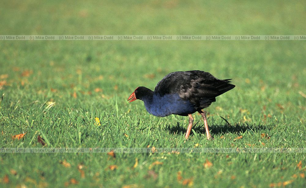 Porphyrio porphyrio Purple gallinule or Pukeko