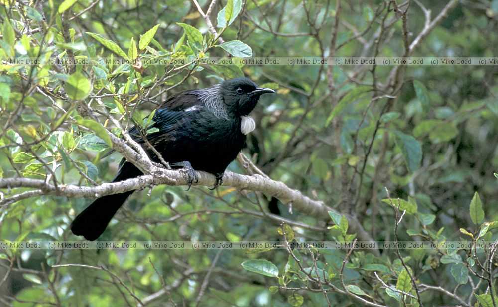 Prosthemadera novaeseelandiae Tui Stewart Island