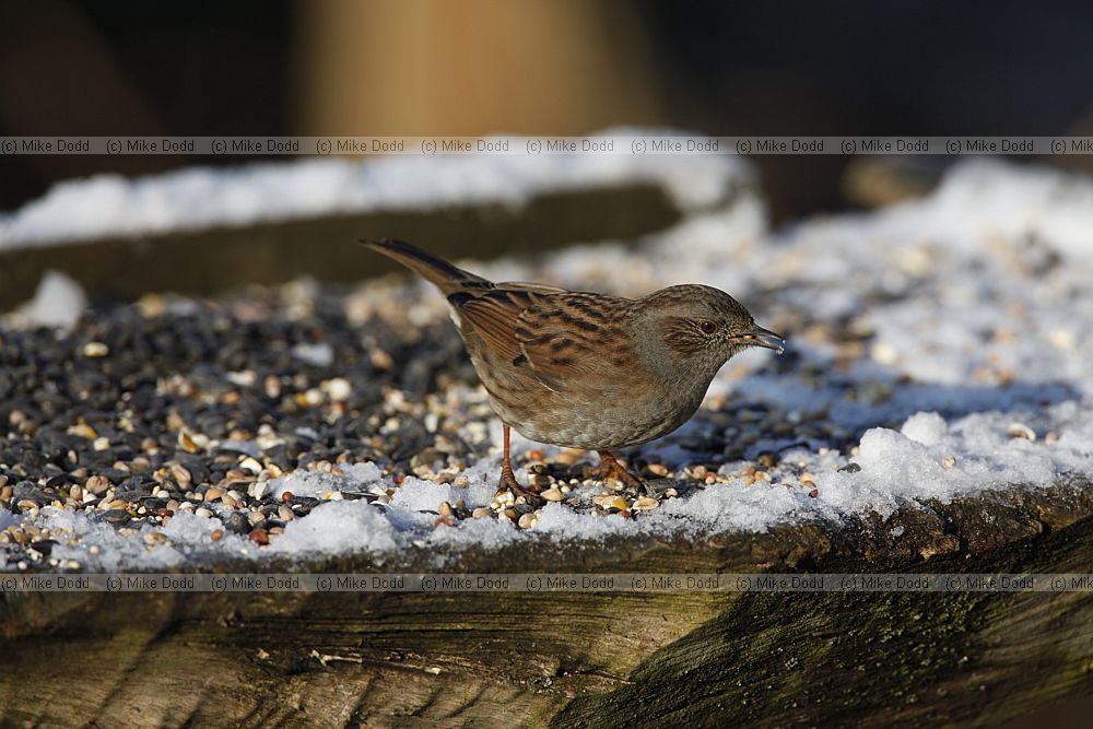 Prunella modularis Dunnock in snow