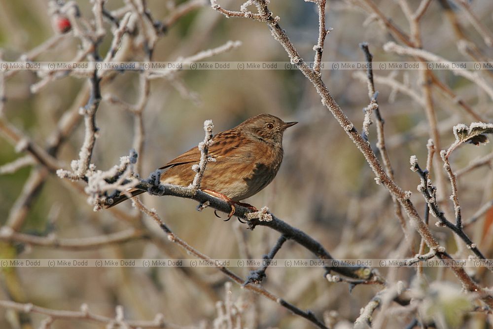 Prunella modularis Dunnock