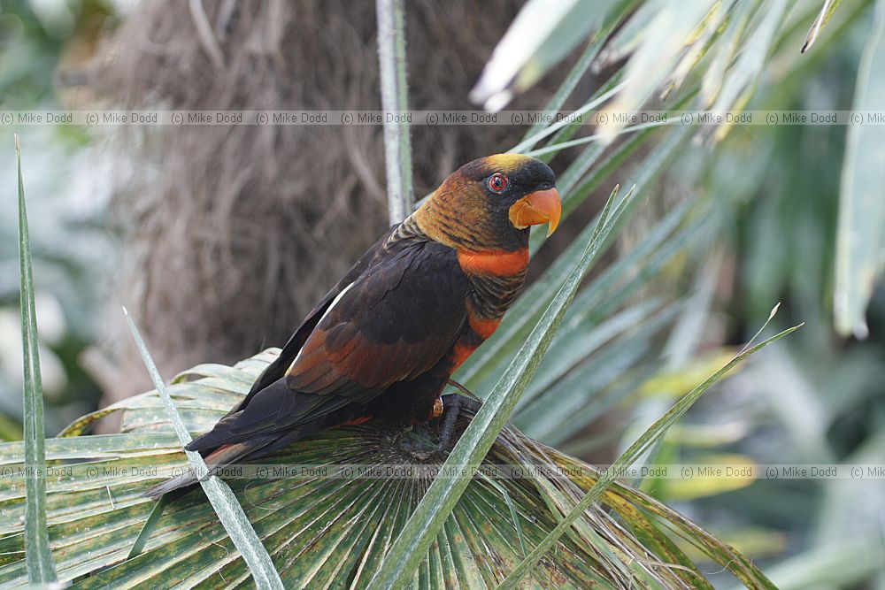 Pseudeos fuscata Dusky Lory