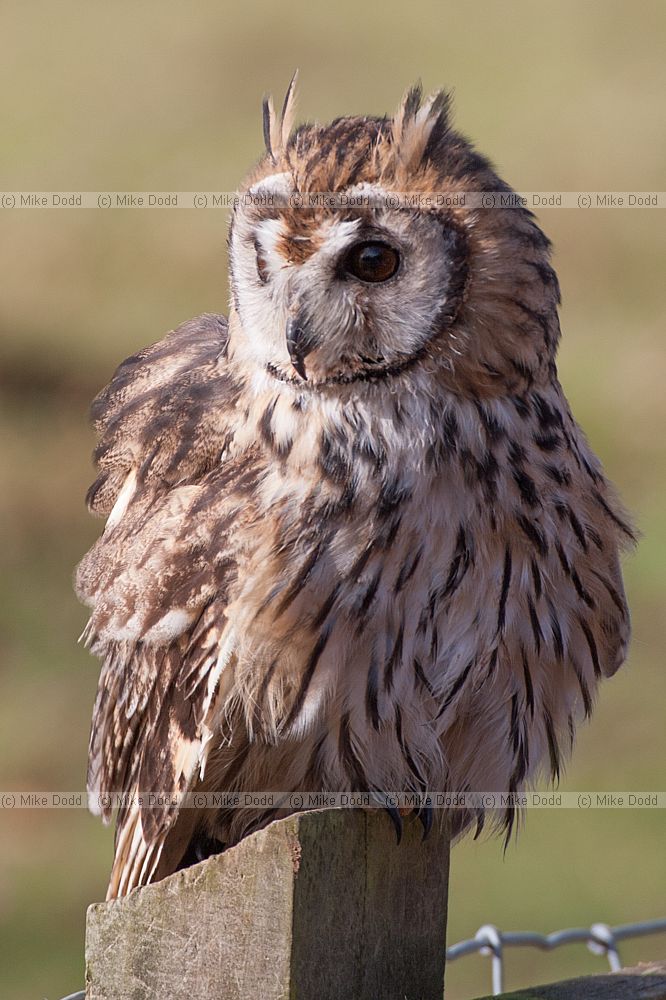 Pseudoscops clamator Mexican striped owl