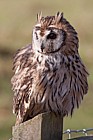 Pseudoscops clamator Mexican striped owl
