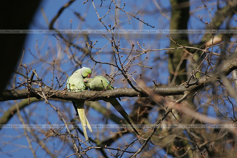 Psittacula krameri Ring necked parakeet