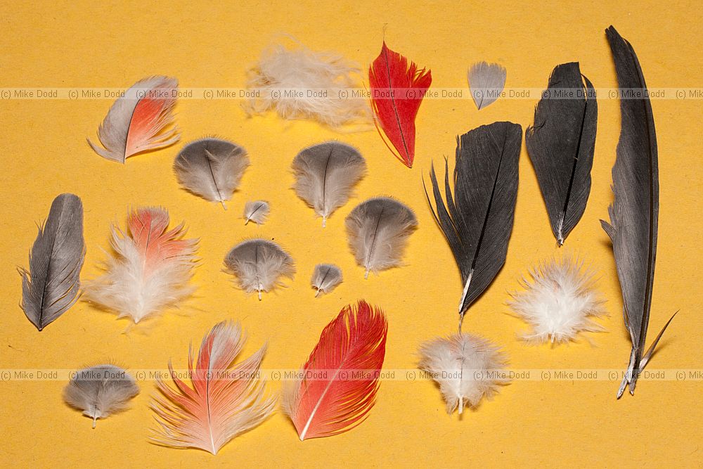 Psittacus erithacus African grey parrot feathers