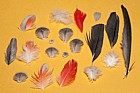 Psittacus erithacus African grey parrot feathers