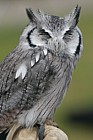 Ptilopsis granti Southern white faced owl