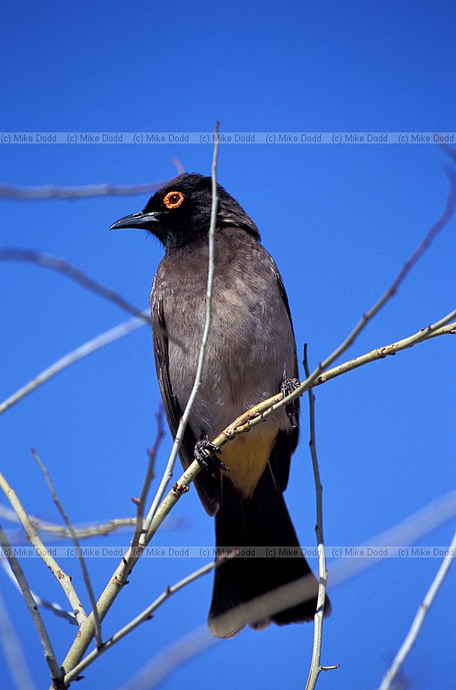 Pycnonotus nigricans Redeyed bulbul at Augrabies national park