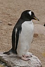 Pygoscelis papua Gentoo penguin (?)
