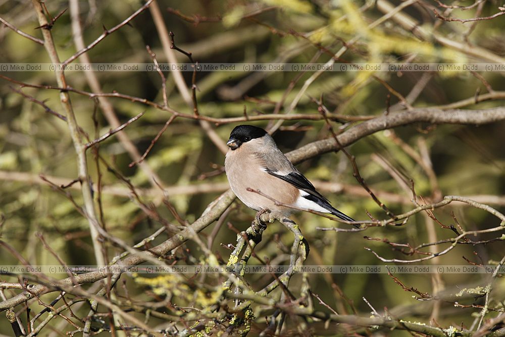 Pyrrhula pyrrhula Bullfinch female